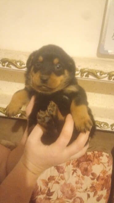 rottweiler itleri satisi: Rotveyler, Pulsuz çatdırılma — 8
