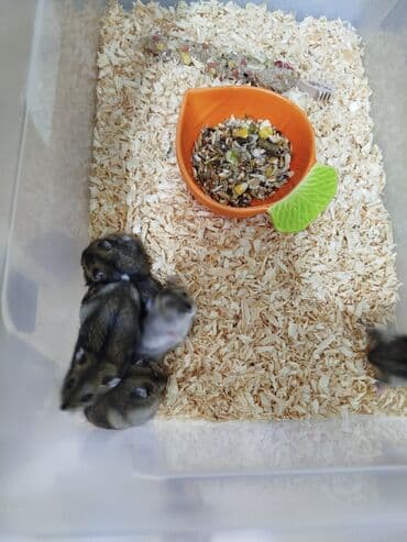 deniz donuzu: Pulsuz verilir xamyak 21 dene — 3