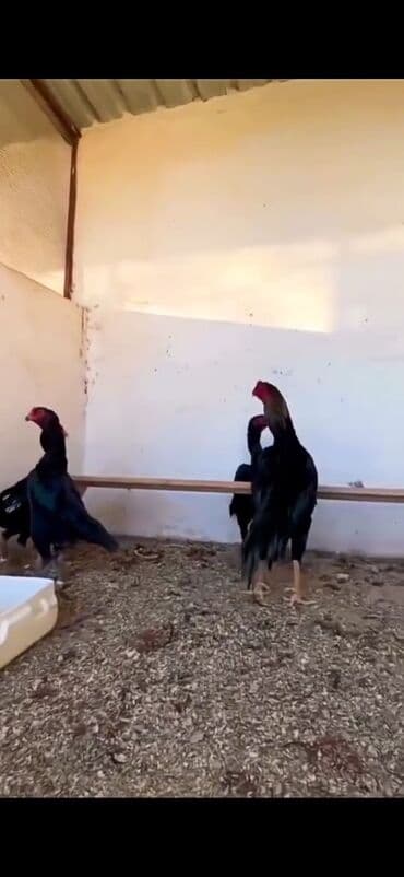 Ördəklər: Malay döyüş toyuqları – uzunboy, güclü bədən quruluşu və dik duruşlu — 4