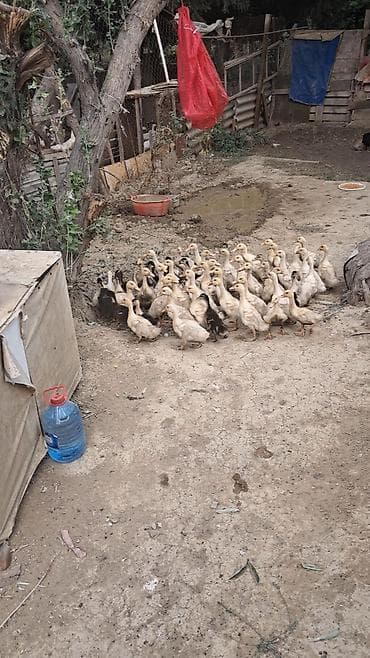 ankona toyuq: Avqustun 6 da çixan PEKİN ÖRDƏK BALALARI SATILIR 40 ƏDƏD UNVAN QARADAǦ — 3
