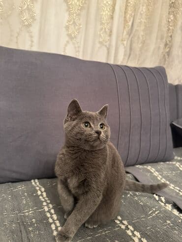 Аквариумы: Британская, Самовывоз, Платная доставка — 1