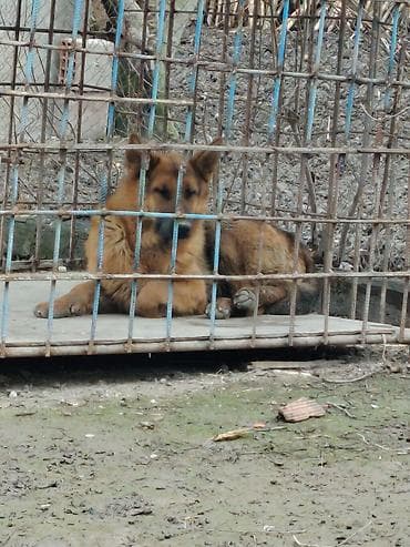 akita it: Alman çoban iti, 10 ay, Erkek, Ünvandan götürmə — 2