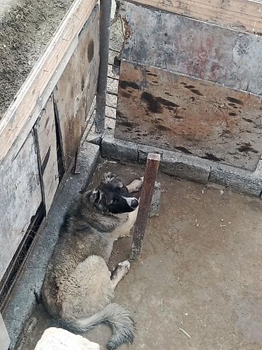 1 il, Erkek, Peyvəndli, Ödənişli çatdırılma