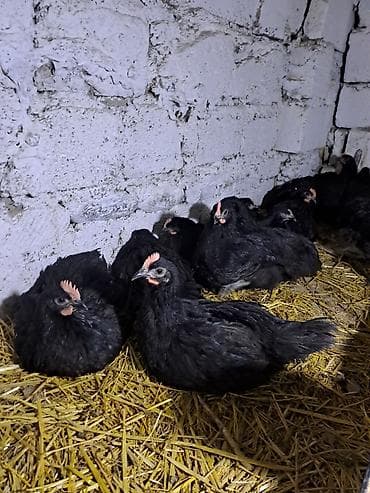 tap.az danalar: Avstralorp xoruzları satılır. 60 günlük, aktiv və sağlam quşlardır — 1