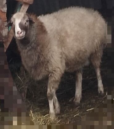 ev quslari haqqinda melumat: Satılır: qoyun - Növ: ev heyvanı – qoyun - Rəng: açıq qəhvəyi-bej — 1