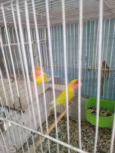 xaski itlerinin qiymeti: Cənnət quşları cütdülər tam sağlam şərait olmadığına görə satılır tək — 5