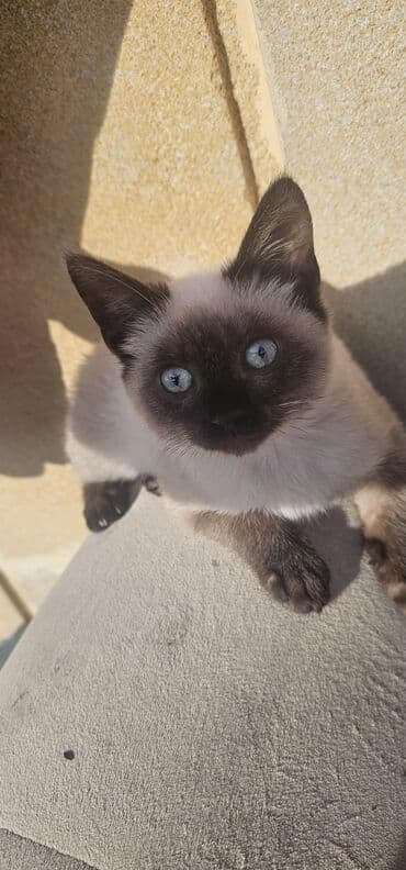 van pişiyi qiymeti: Siam, Dişi, Yaxşı əllərə, Ünvandan götürmə — 1