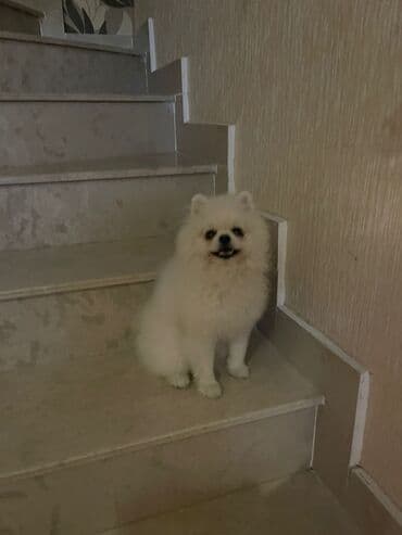 отдам в добрые руки шпица: Təmiz cins Pomeranian Spitz balası. Doğum tarixi: 12.11.2024. Çipli — 8