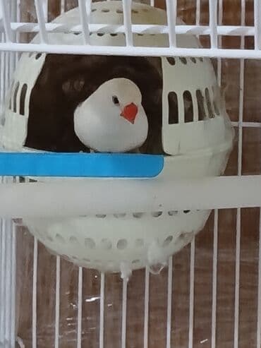 yem satisi: Bulbulu amadin satiram. cutdu yumurtalamaga hazirlawirlar yuva — 7