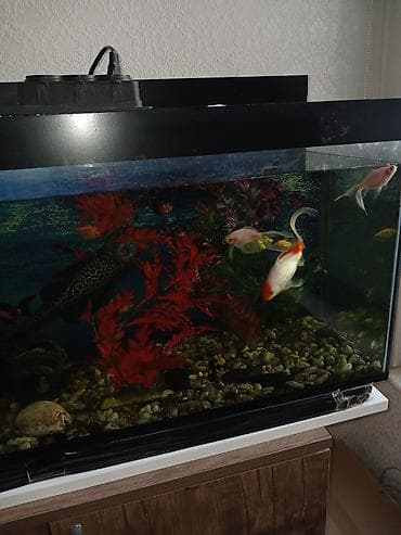 akvarium dekor: Salam. 21 ədəd balig akvariumnan bir yerdə satilir. Əlagə nömrəsi 050 — 4