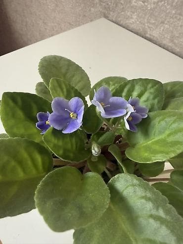 samdanlar ve saat: Bənövşə (Afrika bənövşəsi) – saksıda otaq bitkisi - Rəngi — 2