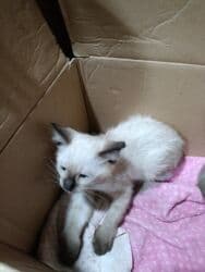 тап аз кошки: Сиамская, Самовывоз — 1