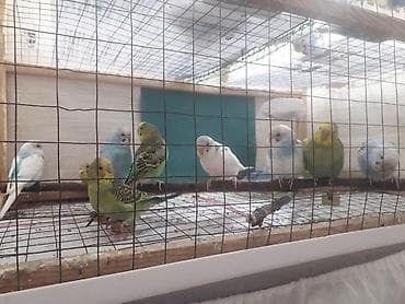 col dovsani satilir: Quşlar 10azn fikri ciddi olanlar əlaqə saxlasın — 10