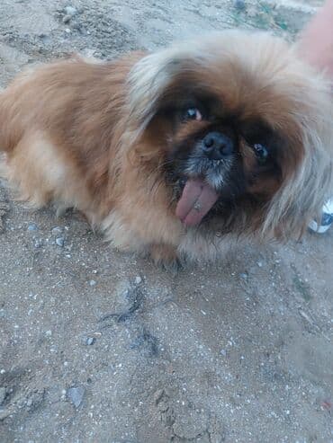 itler pikines type 1: Pekines — 1