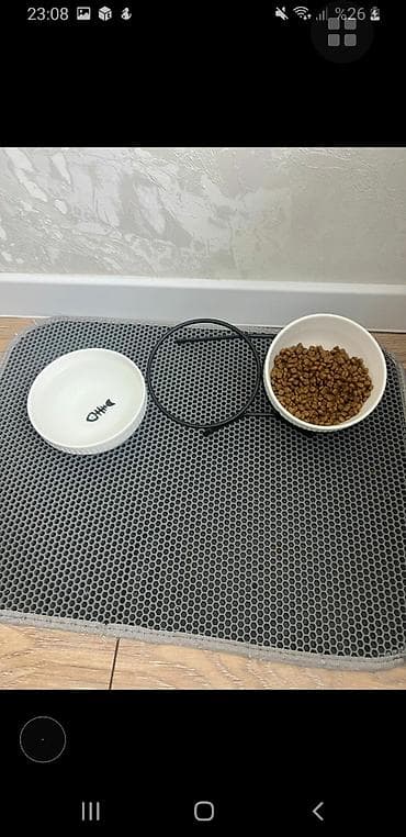 Heyvanlar üçün mallar: Şotland yastı qulaq, Erkək, Yaxşı əllərə, Pulsuz çatdırılma — 6