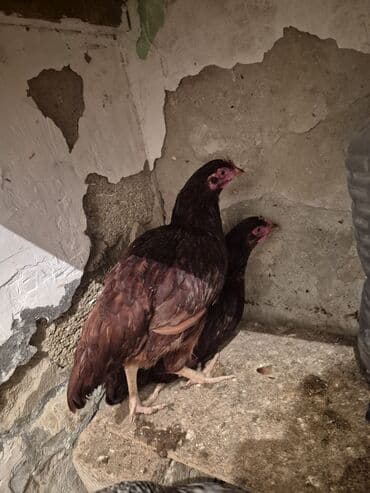 bakida cins ineklerin satisi: Курица, Для яиц — 6