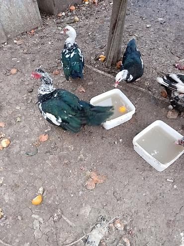 lal ördeyler: Satılır:(lal ördəyi) sürüsü - Rəng: qarışıq naxışlı – qara-yaşıl — 3