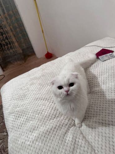 pişik geyimləri: Şotland yastı qulaq, Dişi — 4