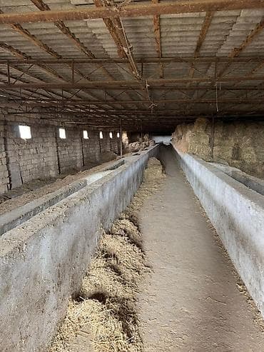 hövsan emlak: Torpaq sahəsi icarəyə verilir. Hövsan qəsəbəsində yerləşən ferma — 7