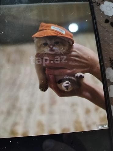 şotlan: Şotland — 6