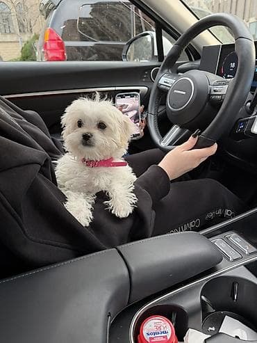 tovuz gusu: Malta bolonka, 3 ay, Dişi, Peyvəndli — 3