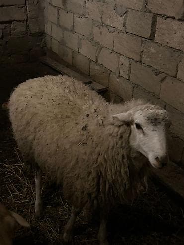 qoyun satsi: Erkəydi Qurbanlığa yarıyır damazlığda saxlamaq olar qiymət 400 — 2