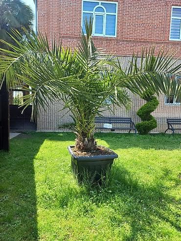 aksesuar qabi: Xurma (xurma-palması) – iri qara plastik vannada konteynerdə — 1