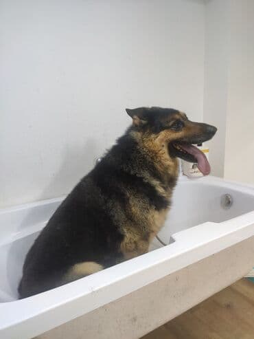 it satisi gence: Alman çoban iti, 9 il, Erkek, Cütləşmə üçün, Ünvandan götürmə — 7