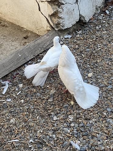 qus: Kohne mirvari quyruq Boz quyruq maya
Ağ erkekdir — 2