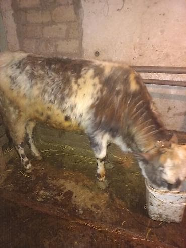 Atlar: Məhsul: Xallı-dənəli rəngdə gənc heyvan (mal-qara) Təsvir: - Rəng — 1