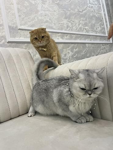 pulsuz pişik: Şotland, Erkək, Cütləşmə üçün, Pulsuz çatdırılma — 7