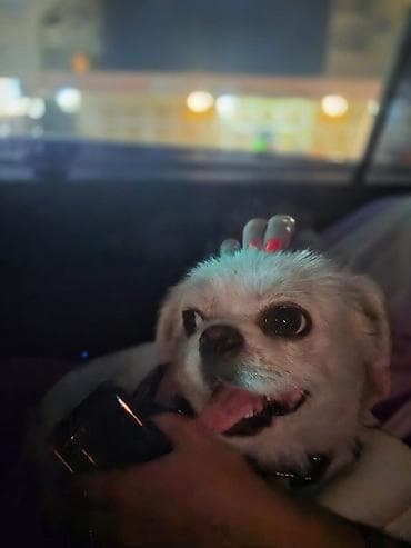 qazel heyvan: Pekines — 3