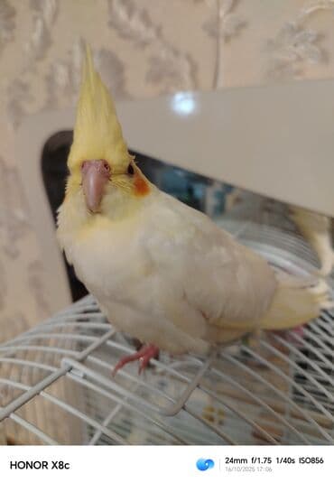 geref quşu: Nymph paraket (kokatiel) – sarı/albino rəng çaları, yanaqlarda narıncı — 2