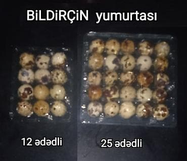 tetra quşu: Bildriçin yumurtası. Sən hələ bildirçin yumurtalarına baxıb “Bu — 1