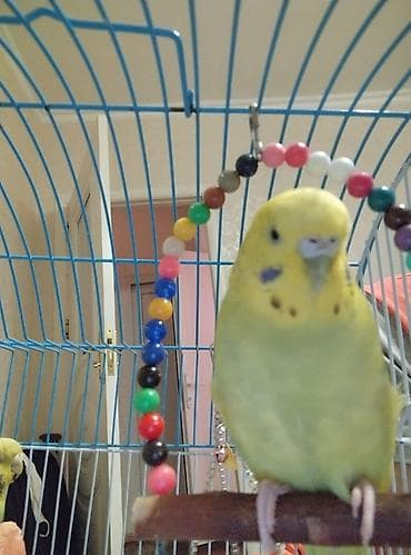 Akvarium aksessuar və ləvazimatları: Məhsul: Sarı rəngdə büdcərqar (dalmatin ləkəli yanaqlar) — 2