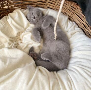 pişik şəkili: Şotland, Dişi, Erkək, Ünvandan götürmə — 13