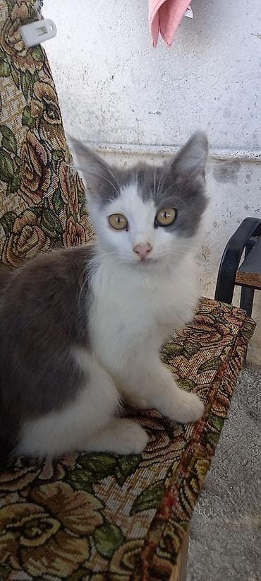 pişik adlari: Dişi — 2