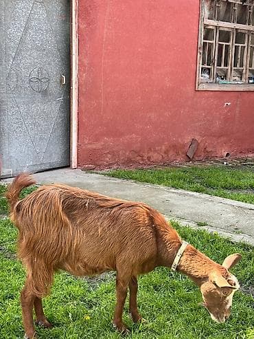 ucuz pisik yemekleri: 2-ci qarın əkiz balalı Alpin keçisi, balaları Hələbin mələzidir. Bir — 7