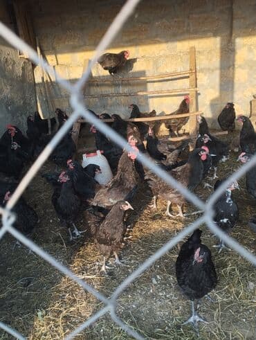 cins ineklerin qiymeti: Toyuq, Yumurtalıq — 2