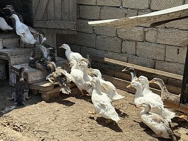 goyercin type 1: Məhsul: Ördəklər (təsərrüfat üçün) Yerli ördəklərdi 3 aya yaxndılar — 1