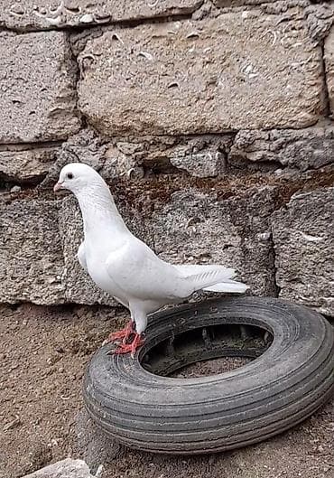 tap az goyercinler: Tutulma erkey — 4