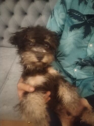 6 ay, Erkek, Peyvəndli, Ödənişli çatdırılma