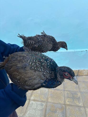 atla eşşəyin cütləşməsi: Qırqovul Cütü 50 azn — 2