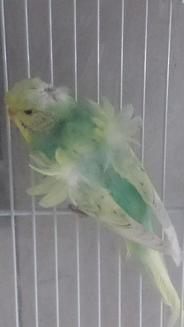 doberman balasi satilir: Yanaqsiz karellalar və yaponi̇clər satişdadi
yaponiclər cüt 80 azn — 6