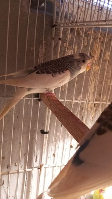 fireng quşu: Biri 9 manat rengbereng balalar Unvan Bileceri — 2