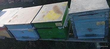 Dovşanlar: 60 yeşik arı ailəsi yeşiklerler bir yerdə satıram buyurub zəng edə — 5