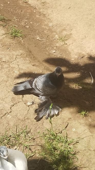 Bala quşdu anası oynaq atası dekarativdi Cütdilli ayaqlı, geniş