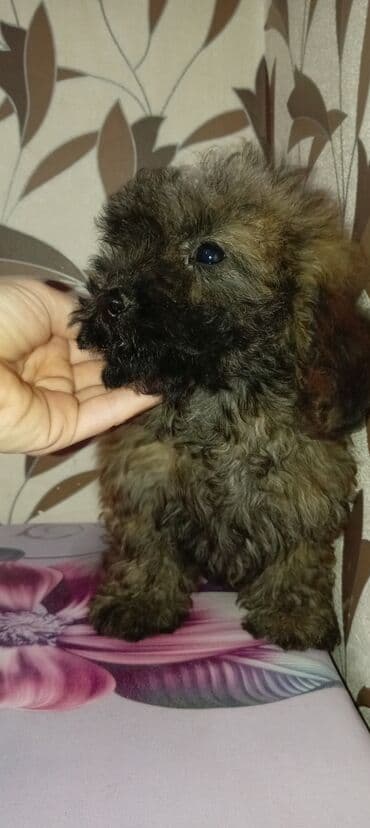 собака отдам в хорошие руки: Пудель, 3 месяца, Самец, С прививками, Платная доставка — 5