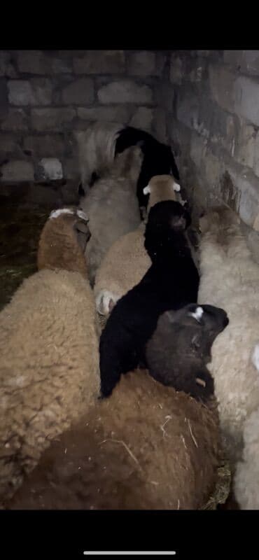 Куры: Salam saxlmağ üçün super sağlam 7 baş toğlu 5 ədədi erkək 2 ədədi dişi — 2