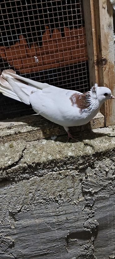 etibarlı ələrə verilir: Salam Erkey qusdu saglamligina cvbdehem — 2